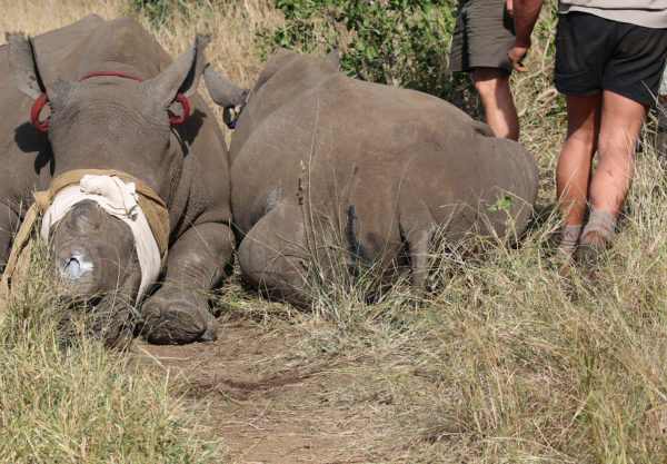 2 dehorned rhinos Africa