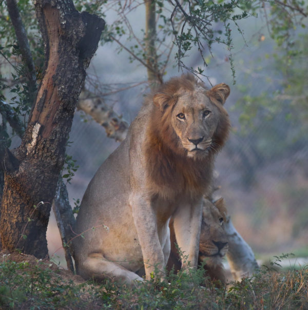 conservation lion brothers in boma Africa