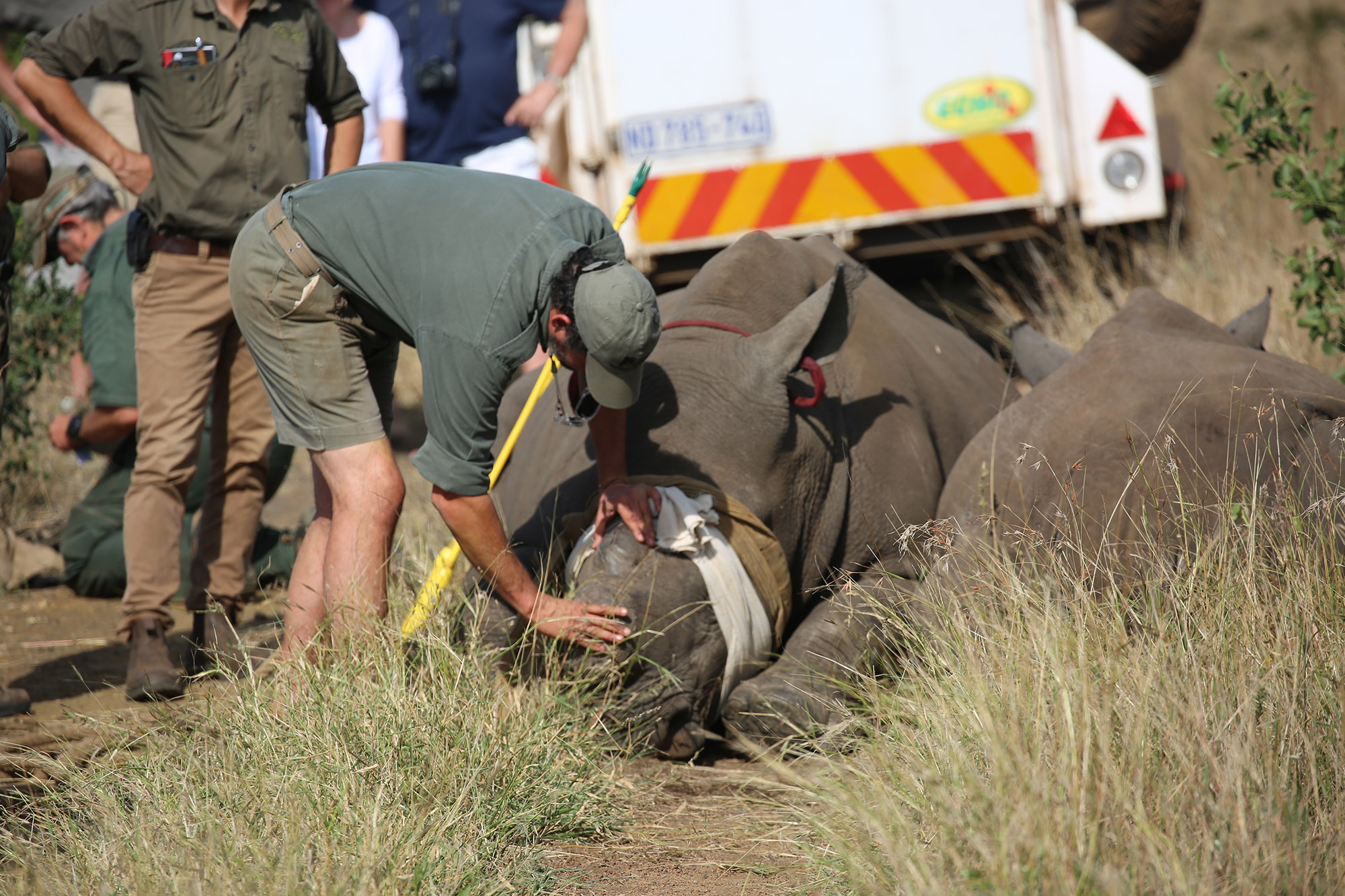 rhino dehorning care Africa