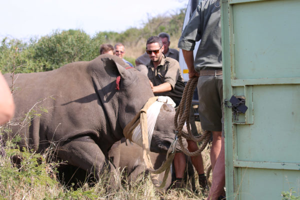 rhino dehorning team Africa