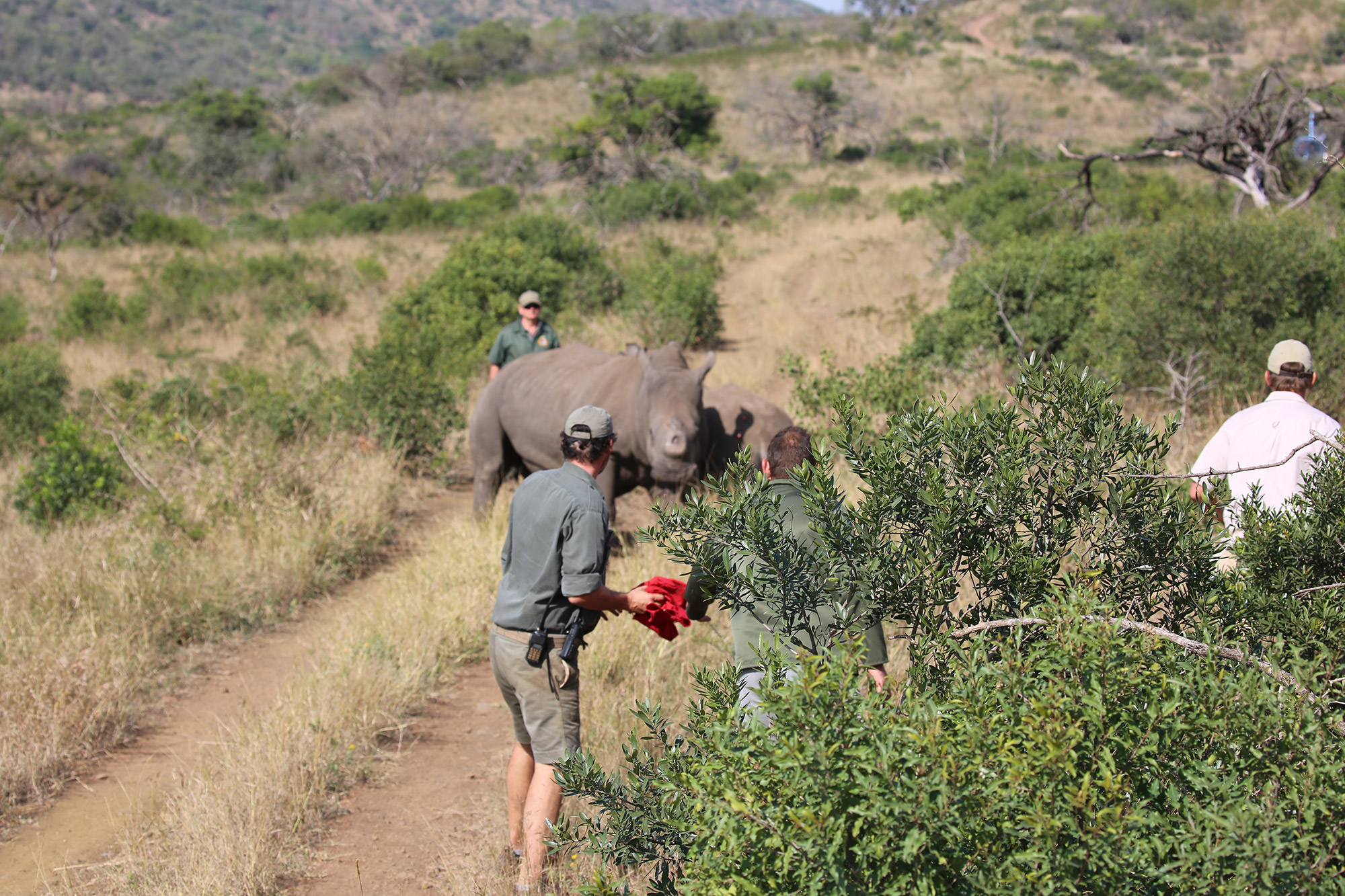 rhino dehorning team caring on path-Africa