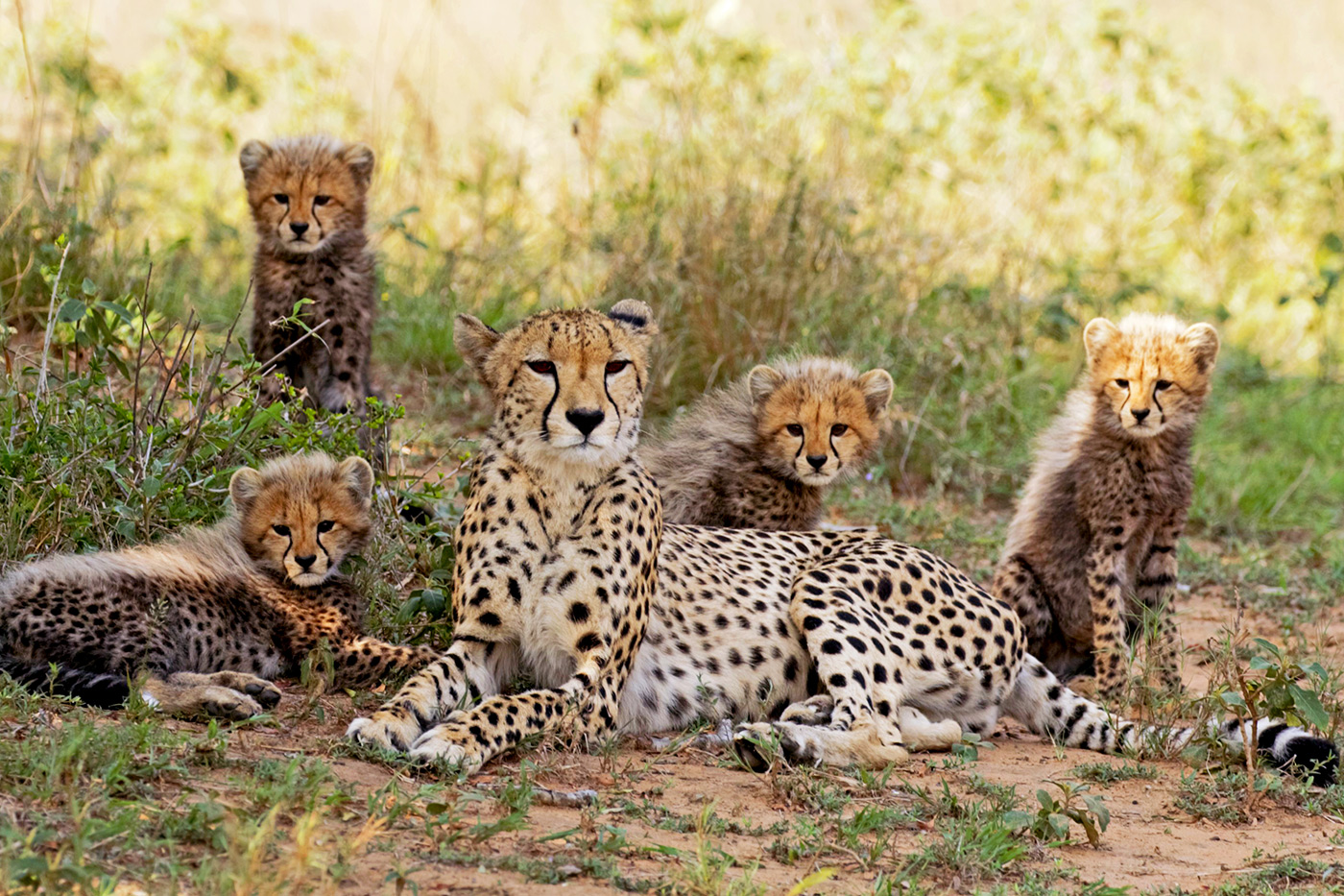 Cheetah family portrait - Wild Soul